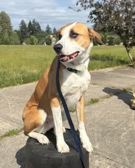 Bourbon, a hound mix, sitting steady on a barrel during a field session