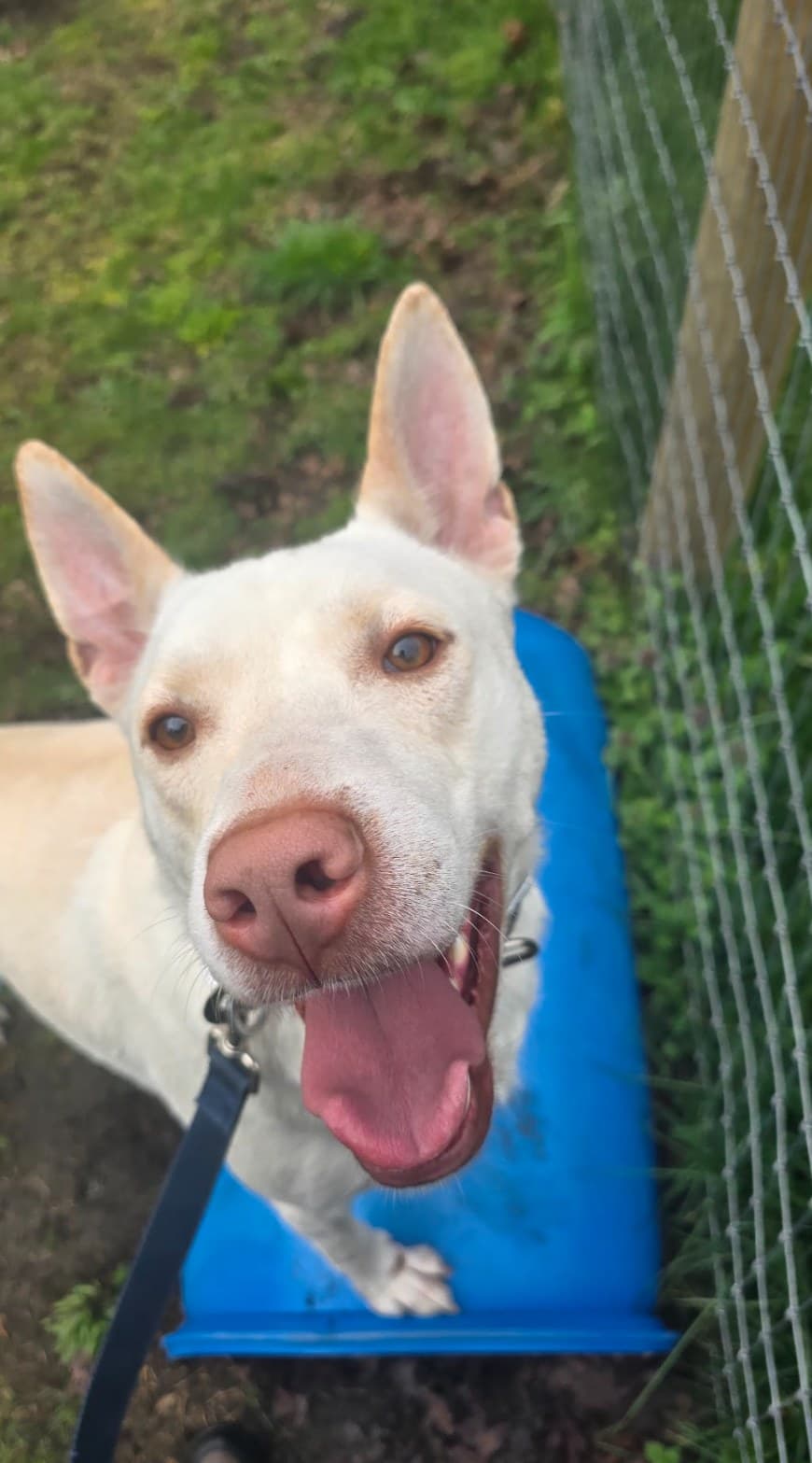 White dog standing on a blue training platform beside a fence