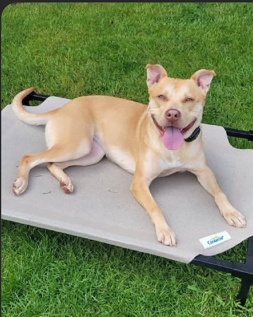 Tan pit mix settled on a raised place cot in the grass