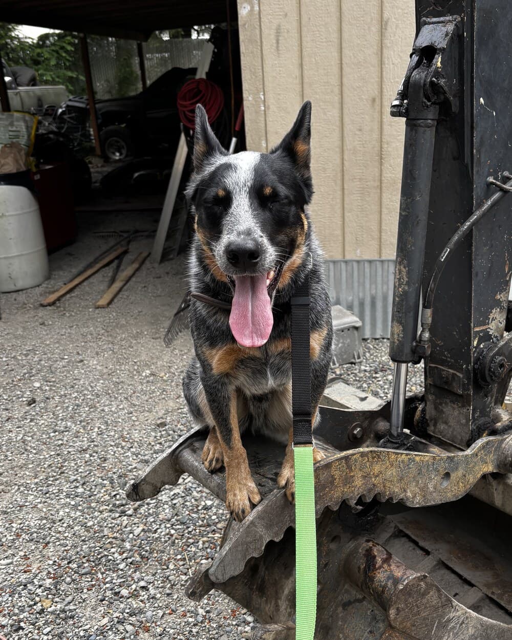 Blue heeler holding a confident sit on an excavator bucket