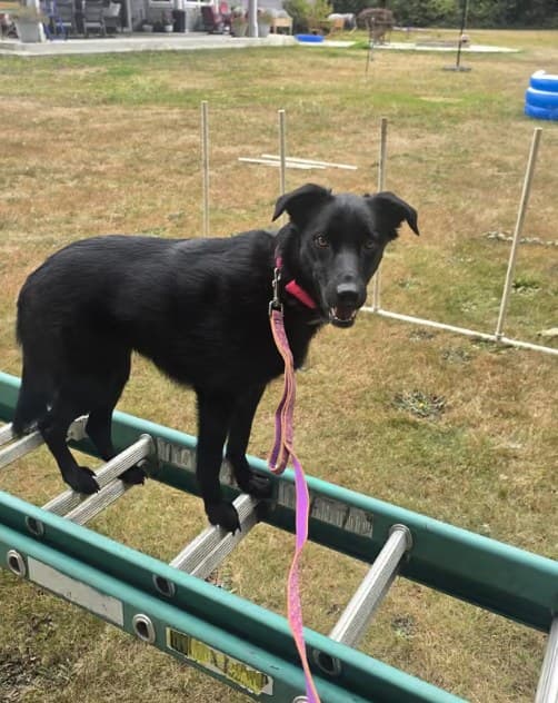 Raya standing across a ladder during confidence training