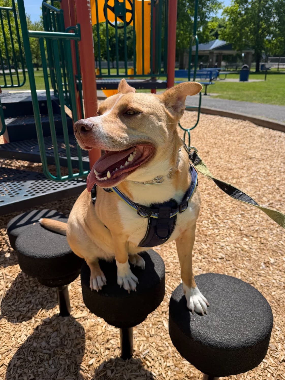 Rescue dog holding position on playground steps