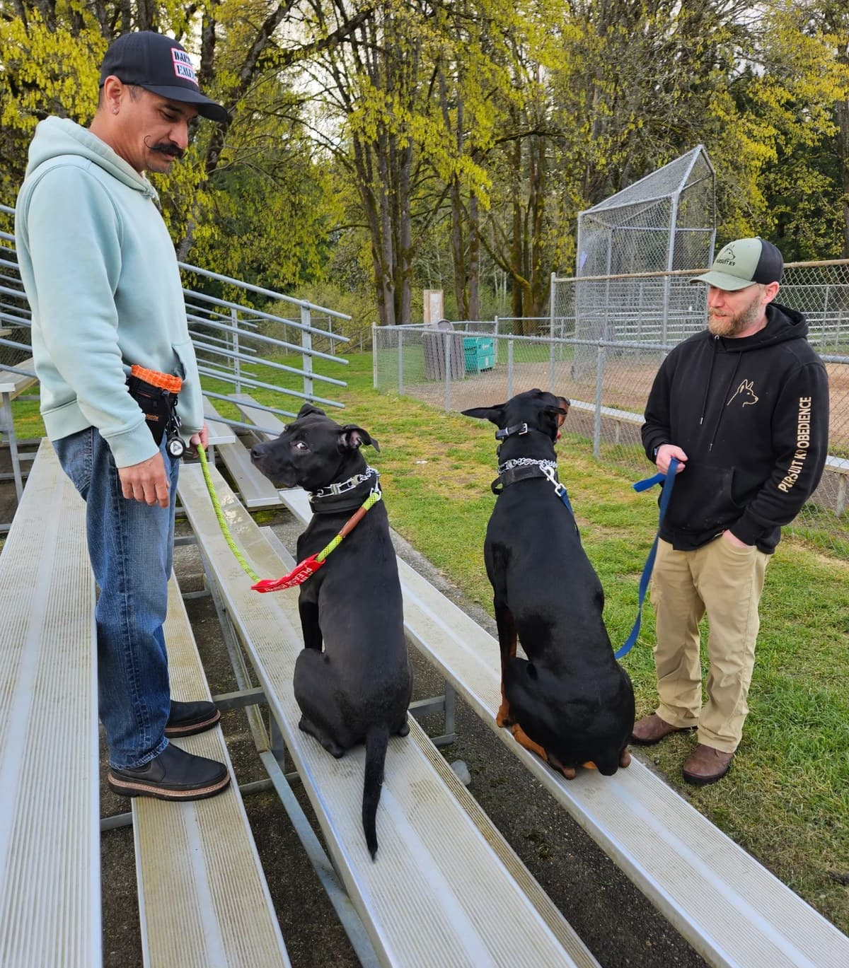Winston and Stella training with their handlers on bleachers